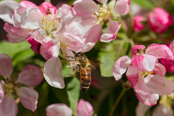 The more diverse a farm’s plant population, the more beneficial it is for pollinators like honey bees.