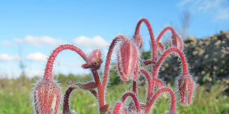 Borago officinalis – description, flowering period and general distribution in Manitoba. fluffy cups haven't bloomed yet