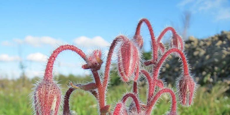 Cool-tankard – description, flowering period and general distribution in Michigan. fluffy cups haven't bloomed yet