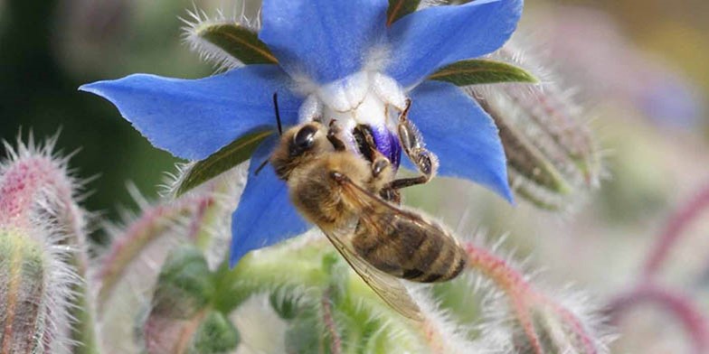 Borago officinalis – description, flowering period and general distribution in Maine. the bee collects pollen