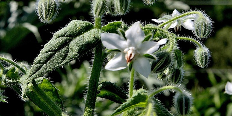 Borago officinalis – description, flowering period. decorative small white flowers on the stems