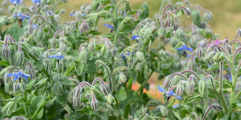 Borage – description, flowering period. Under favorable conditions, honey productivity reaches 200 kg per hectare of continuous thickets.