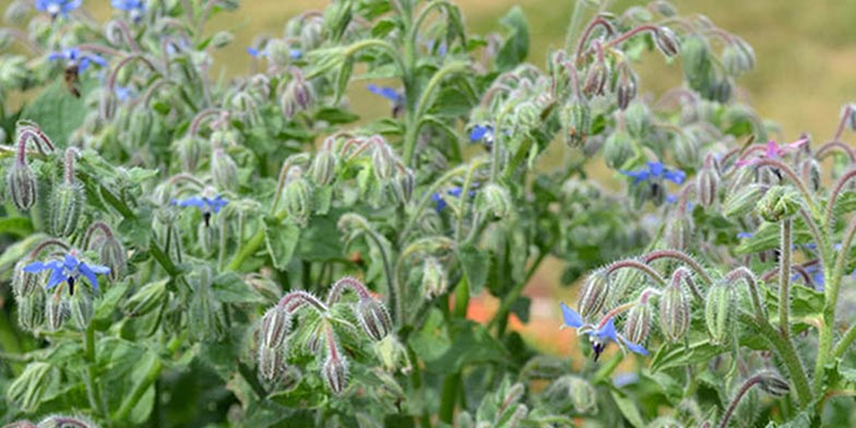 Borago officinalis – description, flowering period and general distribution in Maine. Under favorable conditions, honey productivity reaches 200 kg per hectare of continuous thickets.