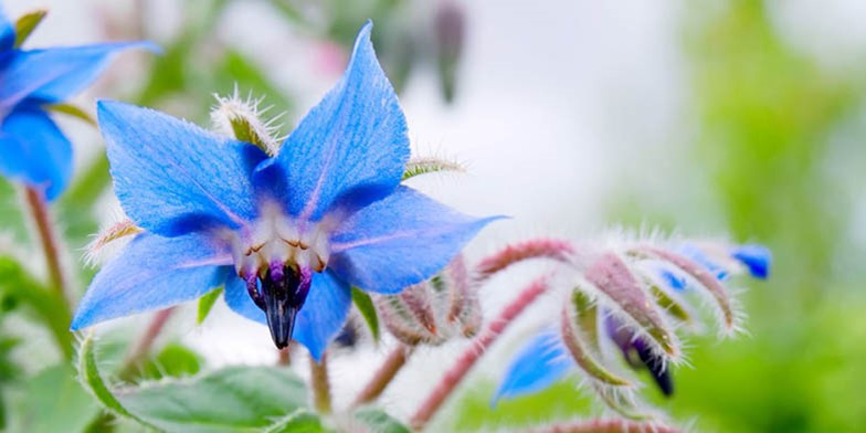 Borago officinalis – description, flowering period and general distribution in New Brunswick. flowers used for food in fresh and candied form