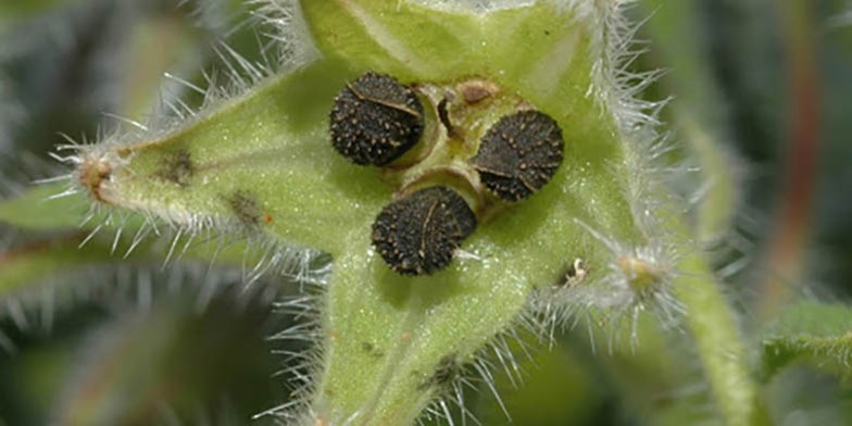 Borago officinalis – description, flowering period and general distribution in Virginia. ripened fruit in the form of small nuts