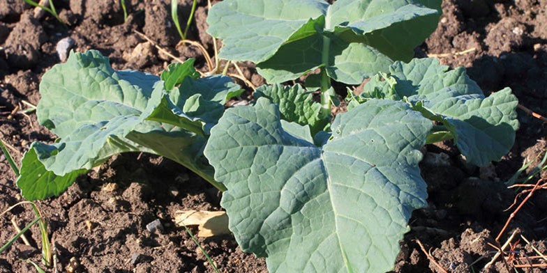 Brassica napus – description, flowering period and general distribution in Connecticut. blue-green oval leaves of young rape