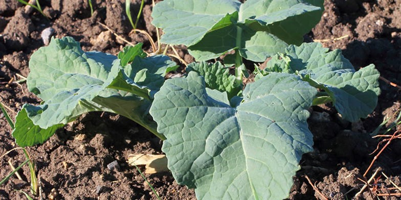 Brassica napus – description, flowering period and general distribution in Oregon. blue-green oval leaves of young rape