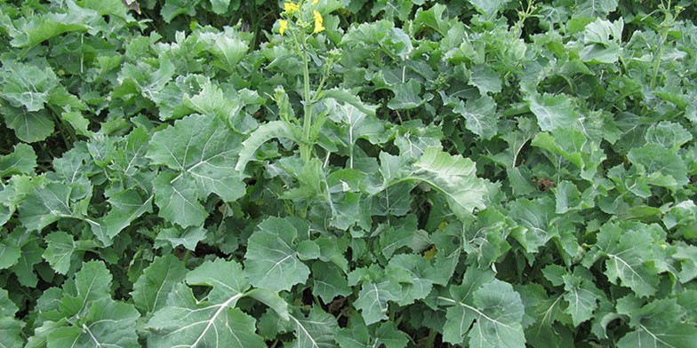 Brassica napus – description, flowering period and general distribution in Saskatchewan. young thickets