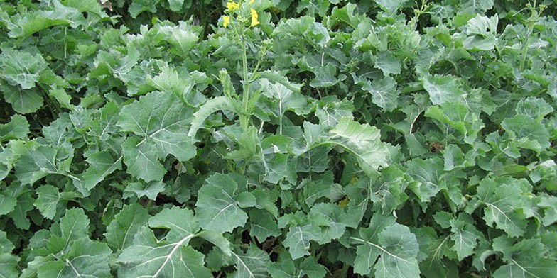 Rapeseed – description, flowering period and general distribution in South Carolina. young thickets