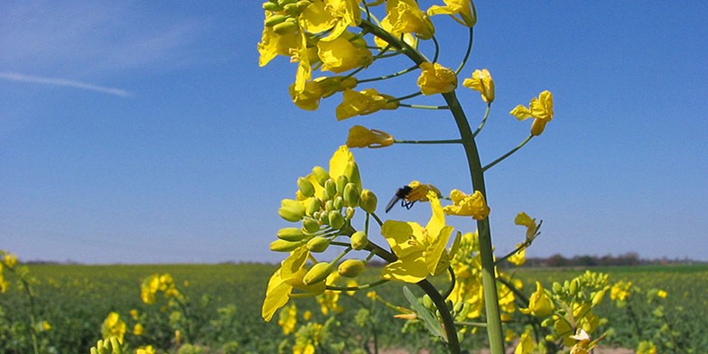 Rapeseed – description, flowering period and general distribution in Alaska. Flowers are collected in racemose (corymbose) loose inflorescences.