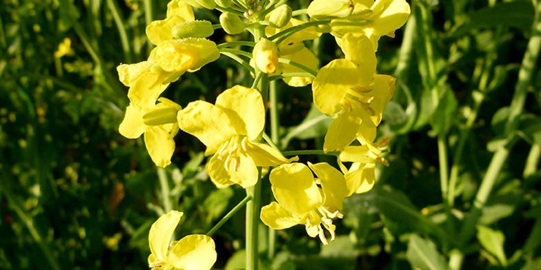 Brassica napus – description, flowering period and general distribution in Maine. small delicate flowers