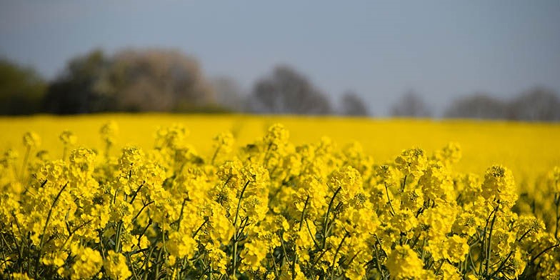 Rapeseed – description, flowering period and general distribution in Quebec. flowering rapeseed