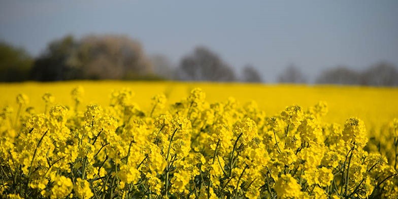 Rapeseed – description, flowering period and general distribution in Alaska. flowering rapeseed