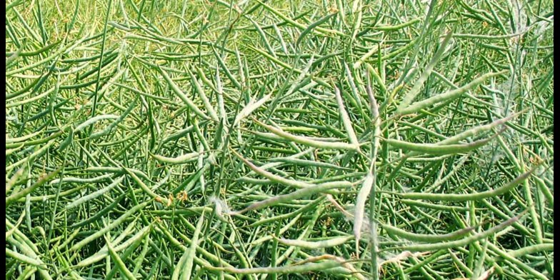 Brassica napus – description, flowering period and general distribution in New Mexico. fruits in the form of slightly bent pods