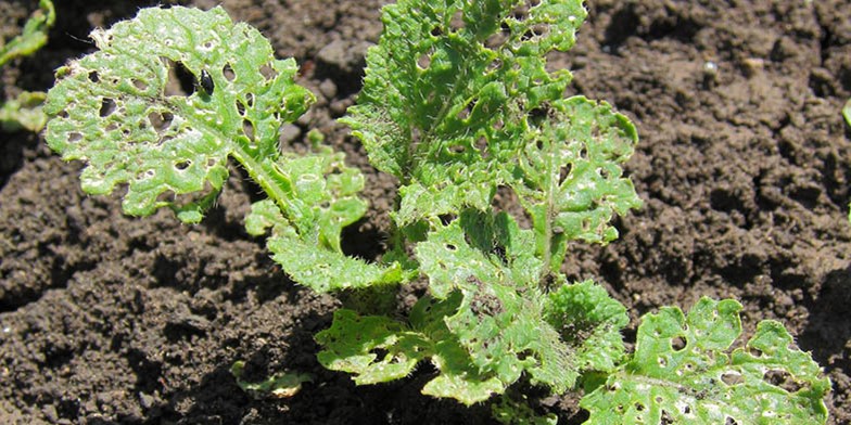 Rape mustard – description, flowering period and general distribution in New Hampshire. young leaves with small thorns