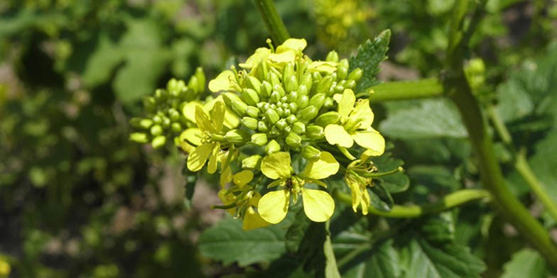 Common mustard – description, flowering period and general distribution in Louisiana. the beginning of the flowering period