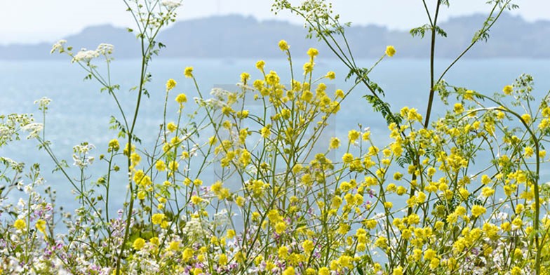 Wild mustard – description, flowering period and general distribution in South Dakota. flowering field - a tidbit for bees