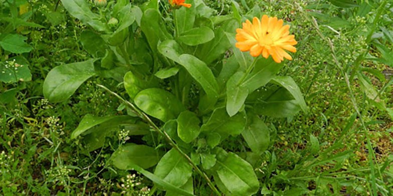 Pot marigold – description, flowering period and general distribution in New Hampshire. light green leaves shaved with sparse hard hairs