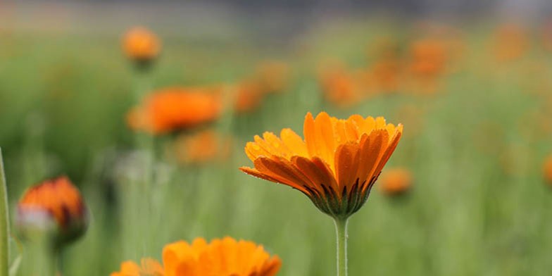 Calendula officinalis – description, flowering period and general distribution in Maine. bright orange flowers