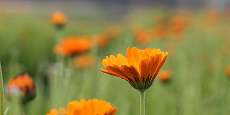 English marigold – description, flowering period and general distribution in Connecticut. bright orange flowers