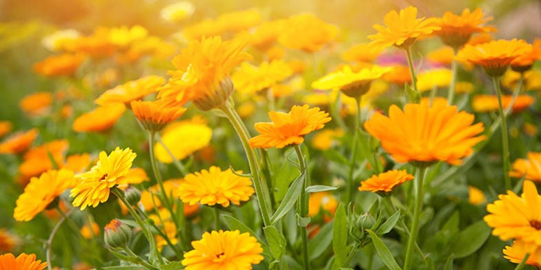 Calendula officinalis – description, flowering period and general distribution in British Columbia. delicate flower heads bathe in the sun