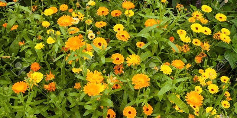 Pot marigold – description, flowering period and general distribution in Massachusetts. beautiful field of blooming calendula