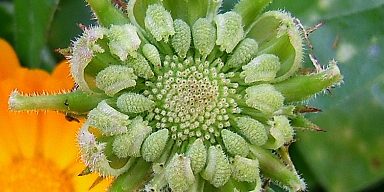 Calendula officinalis – description, flowering period and general distribution in British Columbia. calendula fertility