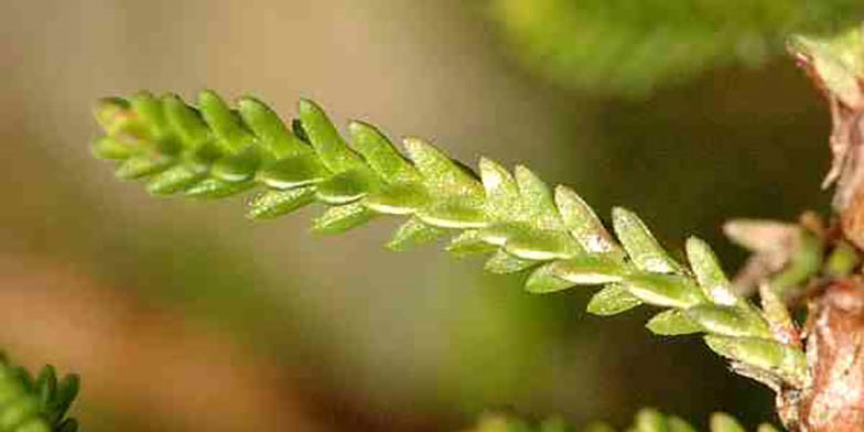 Ling – description, flowering period and general distribution in Wisconsin. strongly branching stems in small trihedral leaves