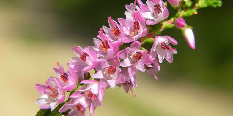 Common heather – description, flowering period and general distribution in Vermont. melliferous small flowers