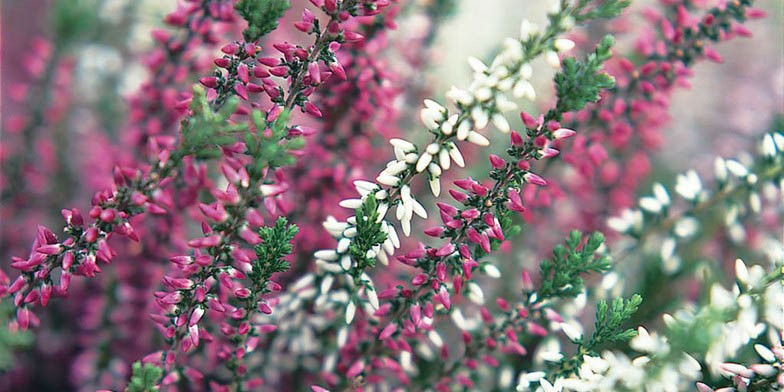 Calluna vulgaris – description, flowering period and general distribution in Connecticut. the beginning of the flowering period