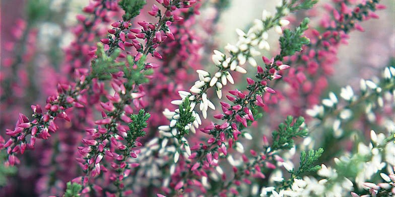 Scotch heather – description, flowering period and general distribution in Washington. the beginning of the flowering period