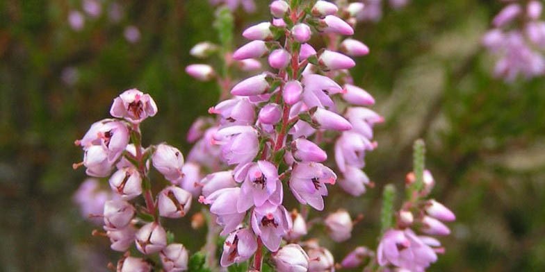 Calluna vulgaris – description, flowering period and general distribution in New Hampshire. flowers bloom on a branch in turn