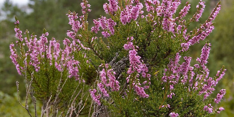 Calluna vulgaris – description, flowering period and general distribution in Rhode Island. evergreen flowering shrub