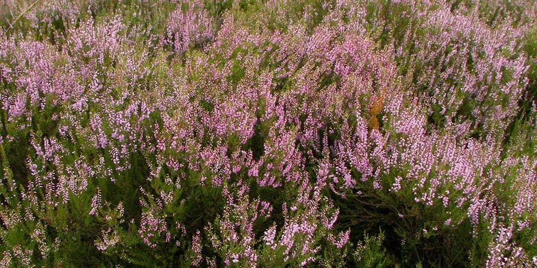 Common heather – description, flowering period and general distribution in Vermont. large thickets called heathlands