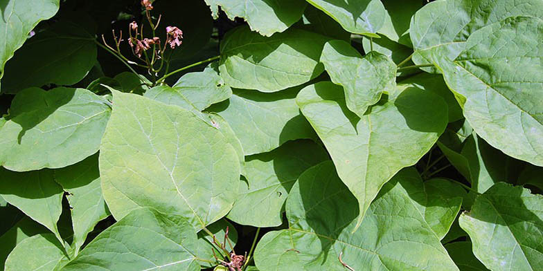 Northern catalpa – description, flowering period and general distribution in Michigan. dense foliage
