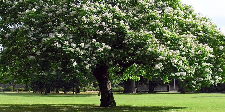 Catalpa speciosa – description, flowering period and general distribution in Ontario. lonely flowering tree in the park