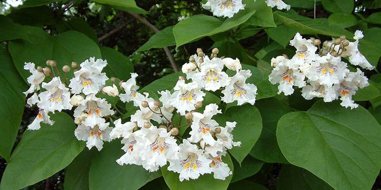 Western catalpa – description, flowering period and general distribution in Michigan. flowers bloom on a tree