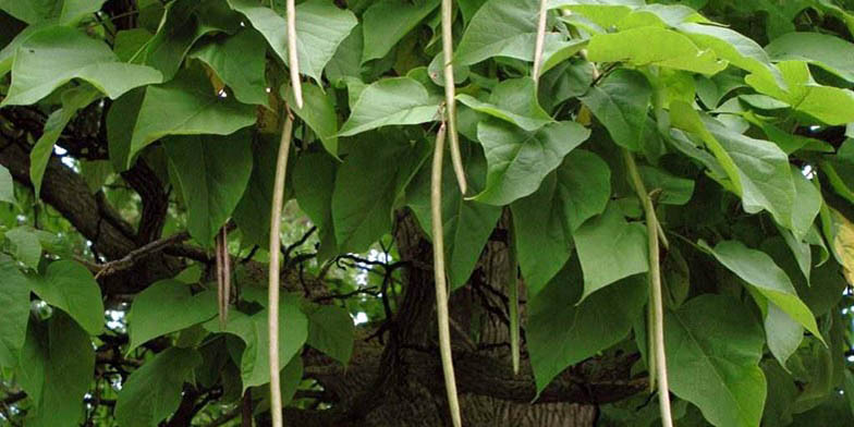 Northern catalpa – description, flowering period and general distribution in Maryland. tree at the end of summer