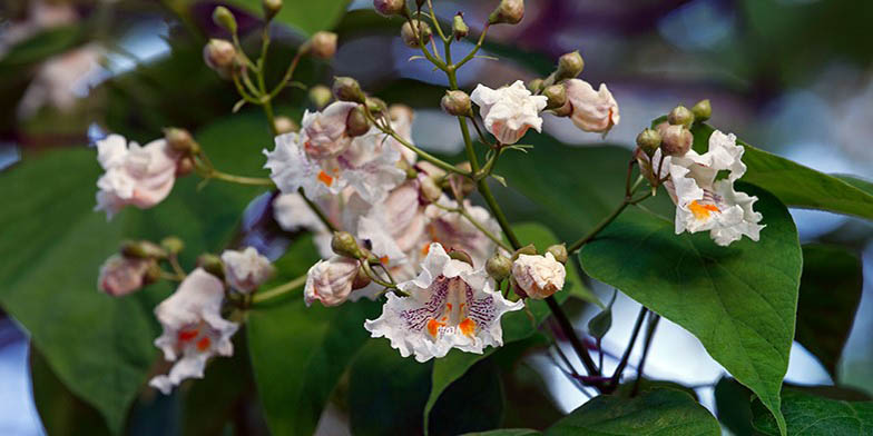 Northern catalpa – description, flowering period and general distribution in Michigan. flowers on a branch closeup