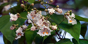 Catalpa speciosa – description, flowering period and time in Wisconsin, flowers on a branch closeup.