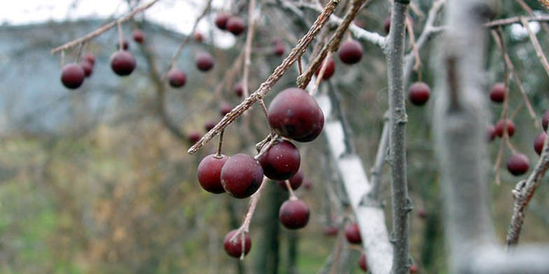 Netleaf hackberry – description, flowering period and general distribution in Florida. ripe fruits on branches without foliage. Autumn