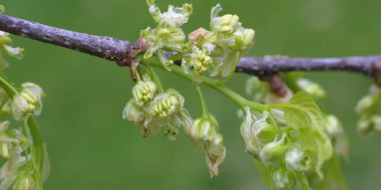 Celtis laevigata – description, flowering period and general distribution in Mississippi. the beginning of flowering, branch
