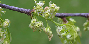 Celtis laevigata – description, flowering period and time in Delaware, the beginning of flowering, branch.