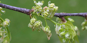 Celtis laevigata – description, flowering period and time in Louisiana, the beginning of flowering, branch.