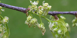 Celtis laevigata – description, flowering period and time in California, the beginning of flowering, branch.