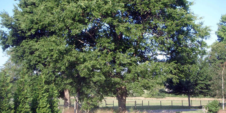 Sugar hackberry – description, flowering period and general distribution in Indiana. tree on the edge of the field, summer