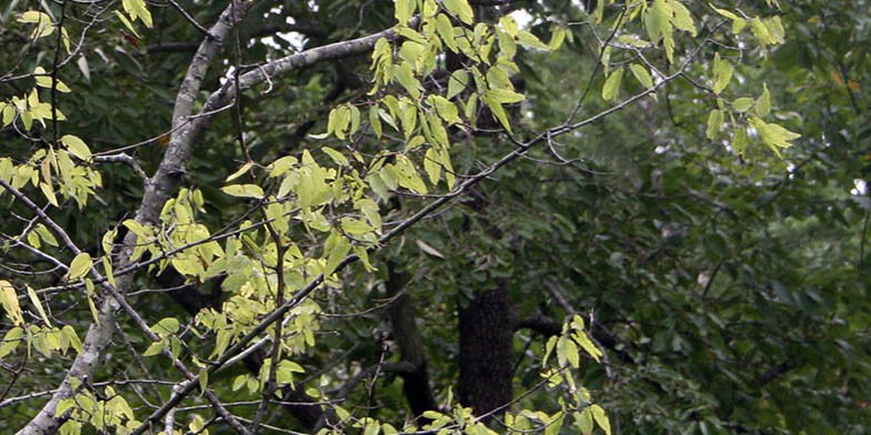 Netleaf hackberry – description, flowering period and general distribution in Texas. branches with green leaves