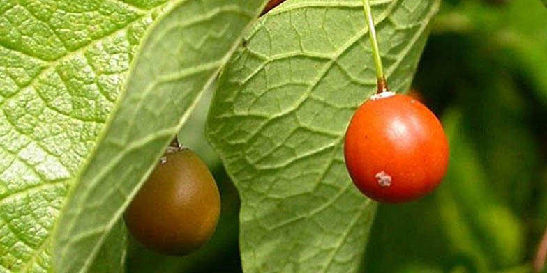 Celtis laevigata – description, flowering period and general distribution in Arkansas. ripening fruits