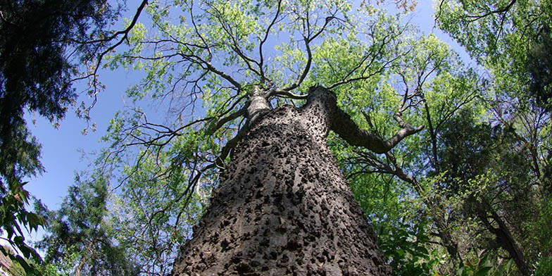 Netleaf hackberry – description, flowering period and general distribution in Texas. tree trunk up view