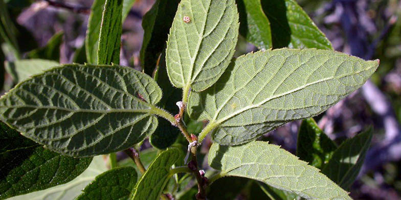Celtis laevigata – description, flowering period and general distribution in Oregon. the back of the leaves